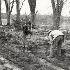 Planting pines at the Leopold shack