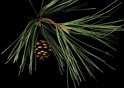Red pine bough