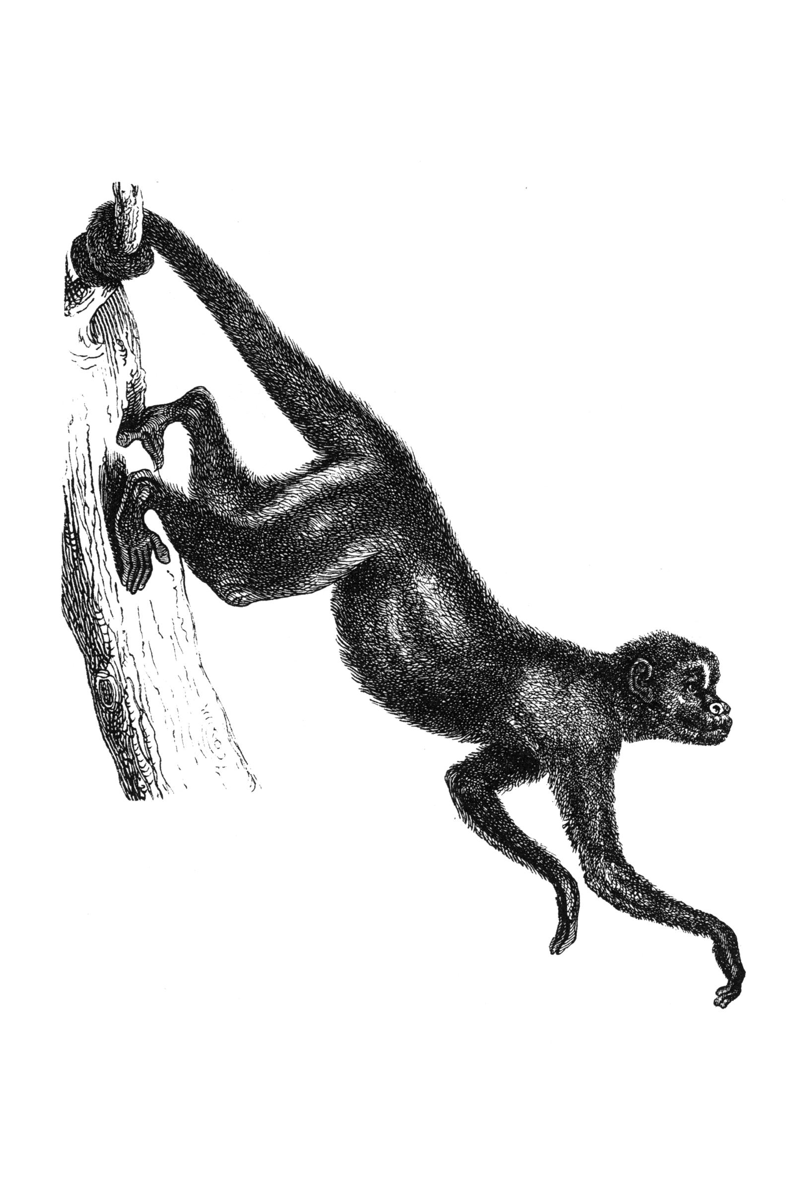 File:Macaco-Aranha (Red-Faced Spider Monkey)2.jpg - Wikimedia Commons