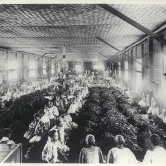 Tobacco factory and its largely female work force, Manila, early 1900s