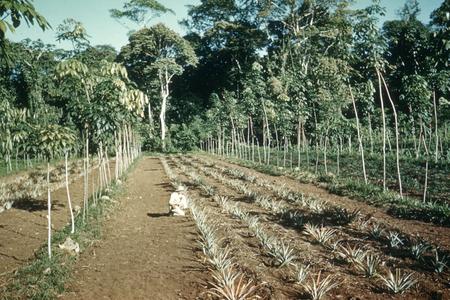 Inter-plantings in rubber plantation