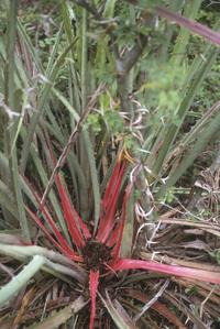 "Piñela" (Bromelia karatas), a pineapple relative