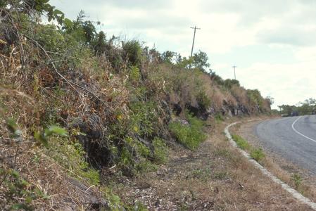 Teosinte, on Pan-American Highway