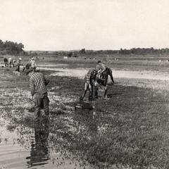 German POWs raking cranberries