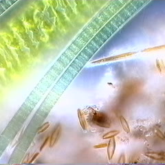 Motile pennate diatoms and the cyanobacterium, Oscillatoria