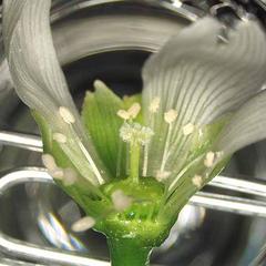 Dissected flower of Dionea muscipula