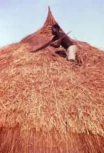 Thatching a New Roof