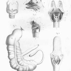 Troglodytes aubryi (femelle)