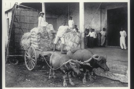 Hemp being unloaded at a storehouse, Legaspi, Albay, 1910-1912