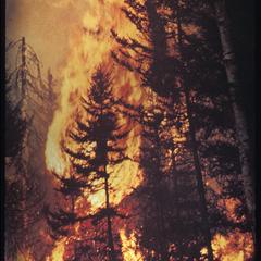 Large fire in a coniferous forest
