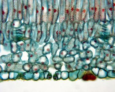 Lower epidermis in cross section of a lilac leaf