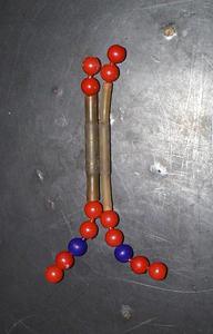 Pop beads modeling a chromosome with two chromatids