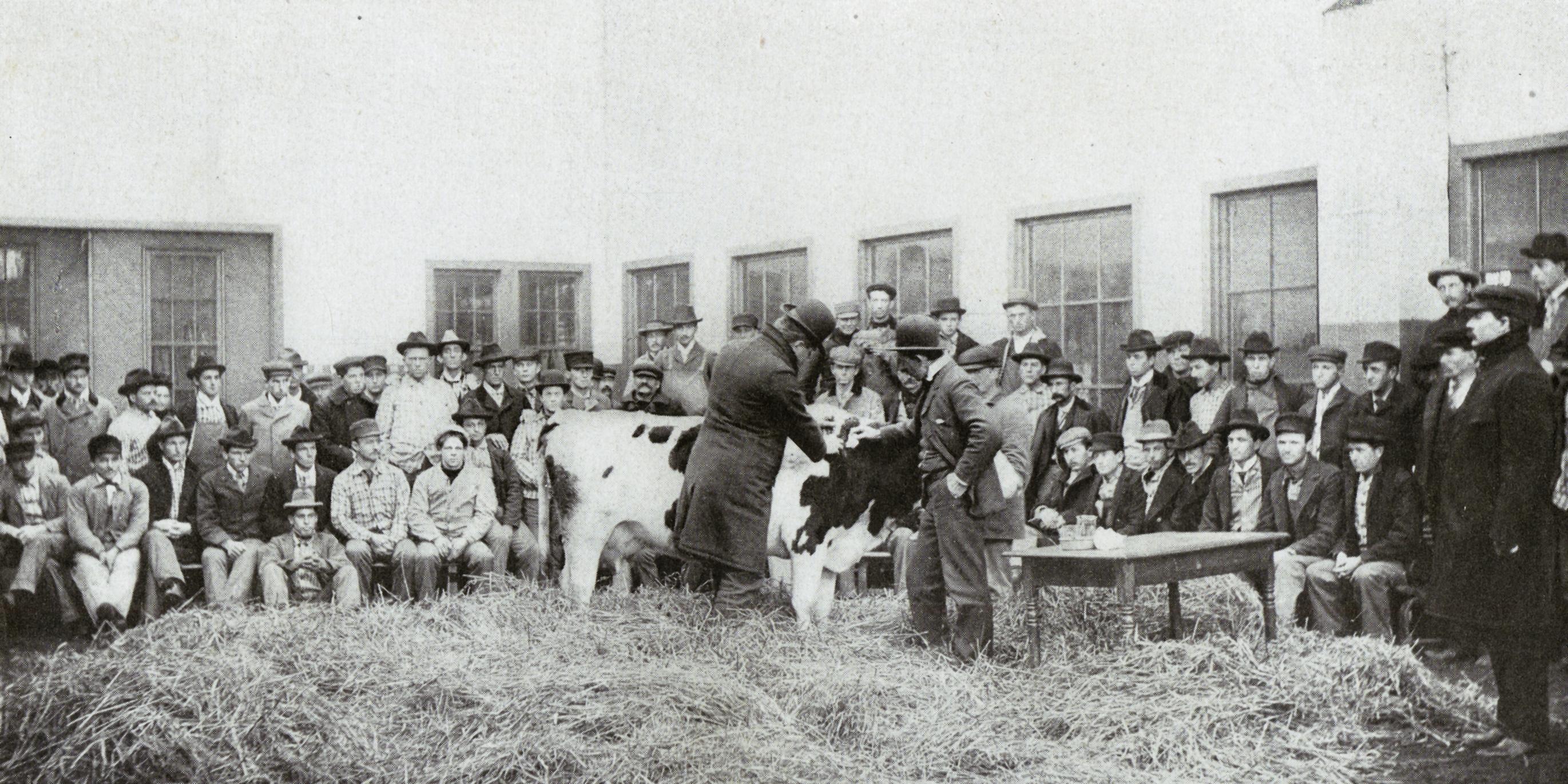 Testing cows for tuberculosis