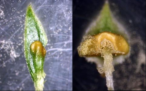 Two sporophylls from the same strobilus one mature and one immature of Lycopodium obscurum