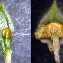 Two sporophylls from the same strobilus one mature and one immature of Lycopodium obscurum