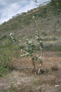 Calotropis, a milkweed relative, north of El Progreso