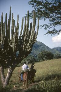 Cactus and botanists on mules at Primera Agua