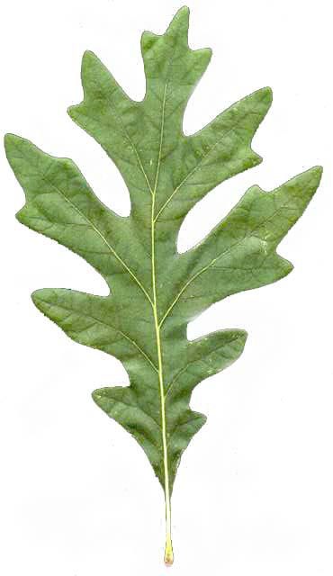 Pinnately veined and lobed leaf of white oak - UWDC - UW-Madison Libraries