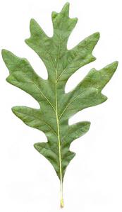 Pinnately veined and lobed leaf of white oak