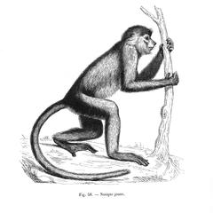 Nasique jeune (Juvenile Long-nosed monkey of Borneo)