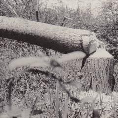 1918 Training camp - felled tree
