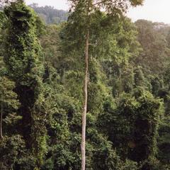 Rainforest greenery in Kakum National Park