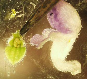 Floral dissection Coleus blumei var. verschaffelti -  ovary and corolla tube