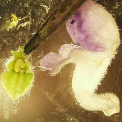 Floral dissection Coleus blumei var. verschaffelti -  ovary and corolla tube