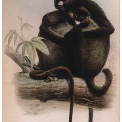 Greater Spot-Nosed Guenon Print