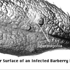 Berberis vulgaris - spermagonia on an infected leaf