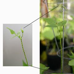 Three Types of Trichomes - UWDC - UW-Madison Libraries