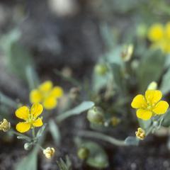 A species of wild mustard in the genus Lesquerella