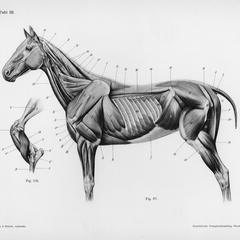 Das Pferd, Tafel 22