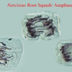 Anaphase cell from a Narcissus root squash