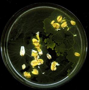 Plasmodial slime molds - plasmodium on water agar culture with oak flakes