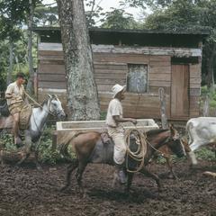 Cowboys herding cows at Cascajal.