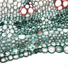 Stoma - seen in cross section of an alfalfa stem