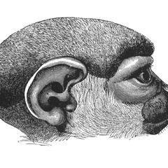 Side View of the Head of the Short-Tailed Squirrel-Monkey