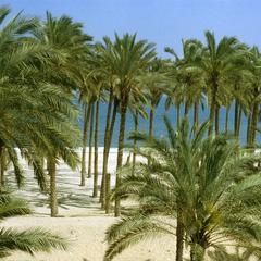 Date Palms on the Mediterranean in Northern Sinai