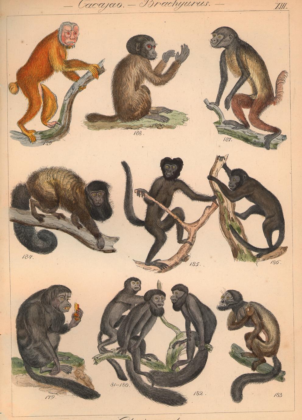New World Monkey Group Print - UWDC - UW-Madison Libraries
