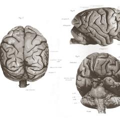 Orangutan Brain Print