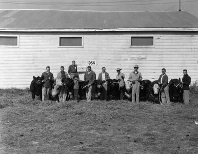 Cows, 1956 Wisconsin Livestock Breeders Association Show