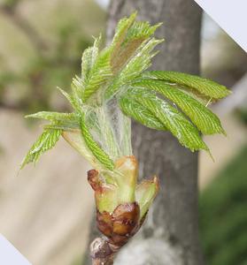 Early growth of Horse chestnut