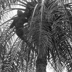 Climber at Top of Tree to Cut Palm Nut Clusters