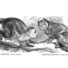 The Capuchin and Horned Sapajou