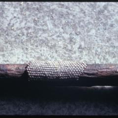 Magnified view of mass of insect eggs on a twig