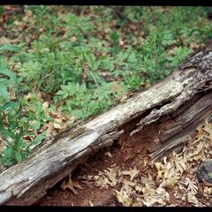 Rotting log, Madison School Forest