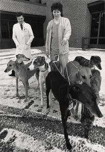 Veterinary student and dogs