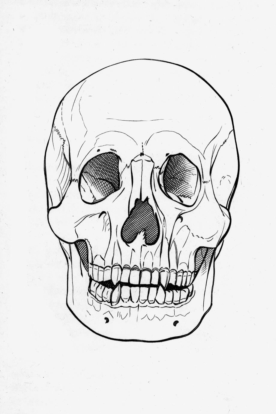 Human Skull Print - UWDC - UW-Madison Libraries