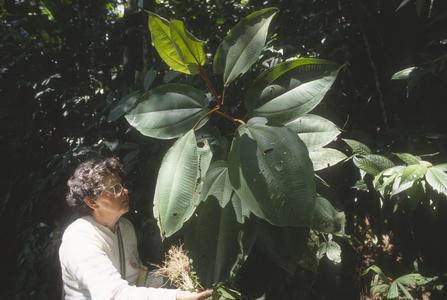 Carmen E. Rojas with huge leaves of a melastome